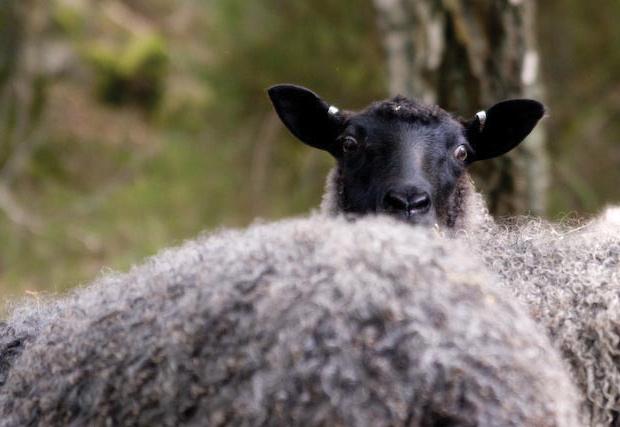 SAMVERKAN Ett stort antal fårbönder har gått samman i organisationer och produktionen av lamm ökar för varje år. De största organisationerna är Svenska Fåravelsförbundet och Lammproducenterna.