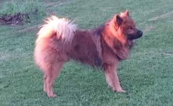för att komma fram till 2017 års mest framgångsrika eurasier i utställningsringarna.
