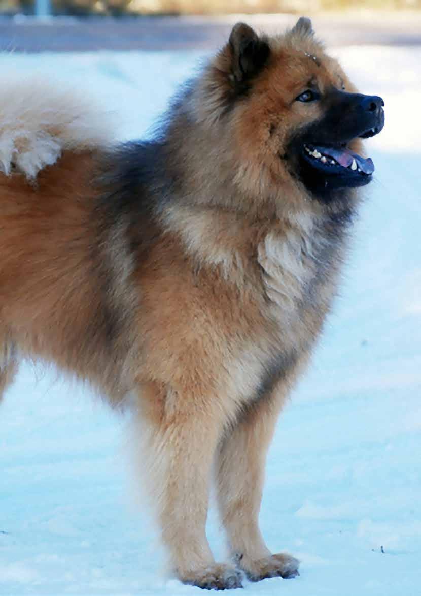 Puppies Donna of Oscar, Foto: Ola Linde C) Foxfire Incredible Ikaros, Foto: Peter