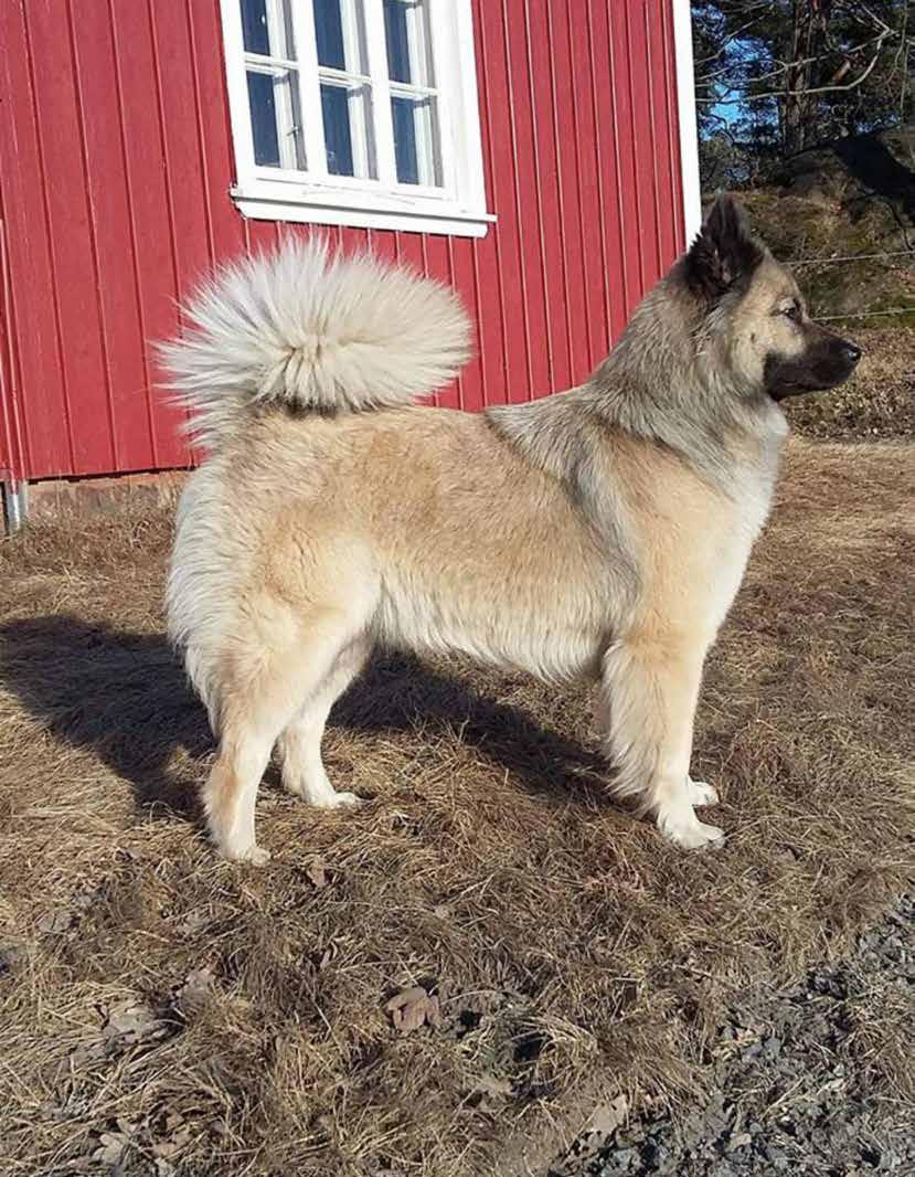 Årets arbetande eurasier 2017 Det har också anordnats en hel del tävlingar och prov under förra året. Nedan beskrivs hur poängen beräknats för de olika tävlingarna och proven.