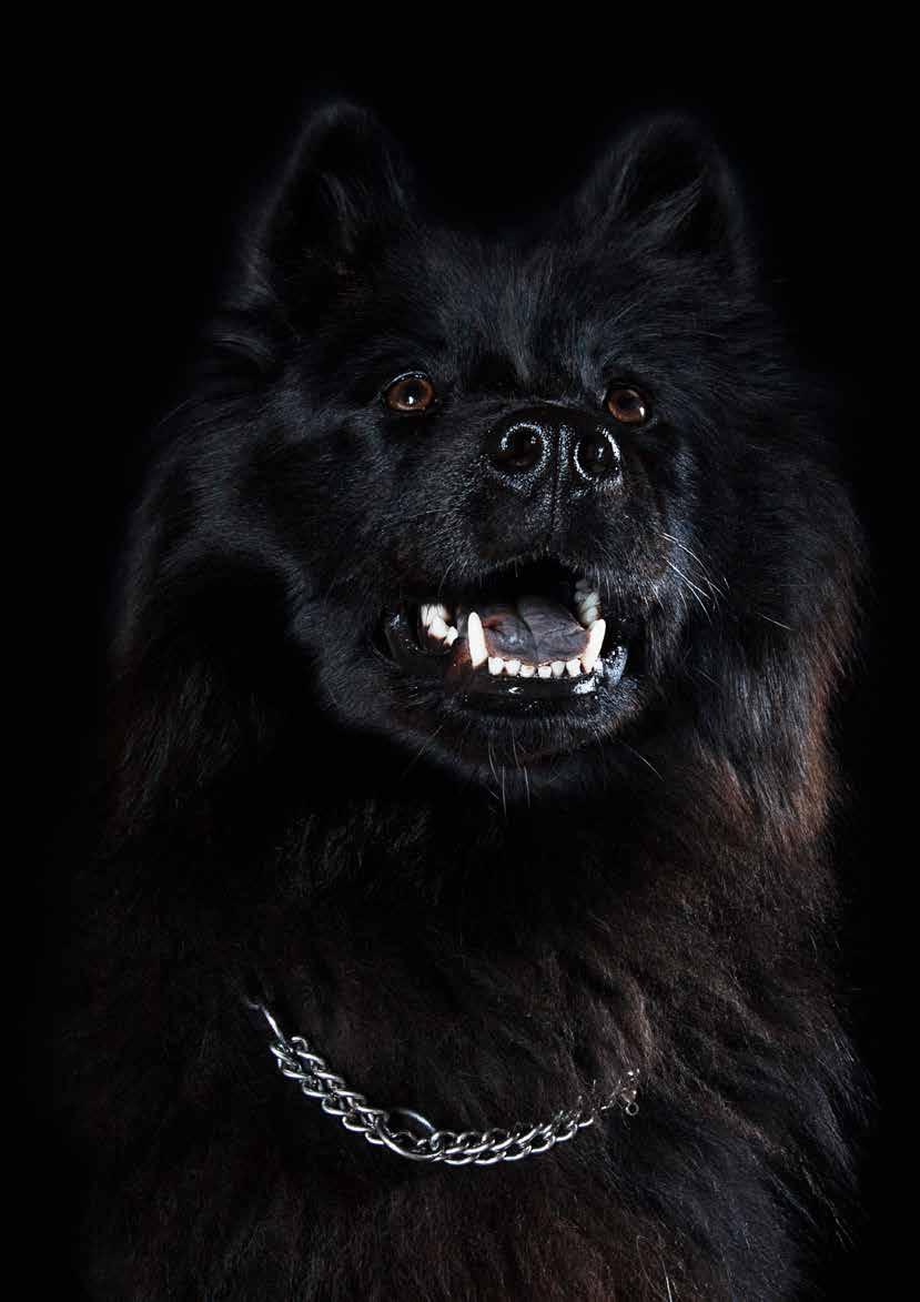 livet för en hund? Och det första som dök upp i huvudet var mat, ja det borde vara det självklara svaret eller hur?