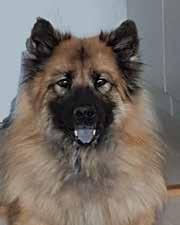 UCH NORD UCH RLD F RLD N SE UCH Leiionspitz Amazing Zaviera SE23793/2014 Ny titel: