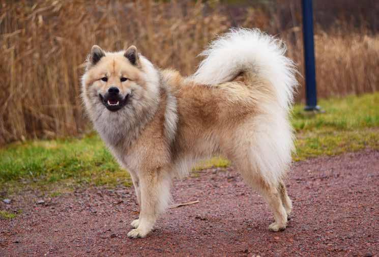 se Omslag framsida: Zamina (Ex Amino s Enchanted By The Rainbow) Foto: Jennifer Andersson Baksida: Kitunes