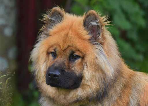 Ordförande har ordet Min eurasier: Leija God fortsättning! Jag hoppas att ni alla haft en start på 2018 som är likvärdig Sveriges OS-framgångar i PeyongChang.