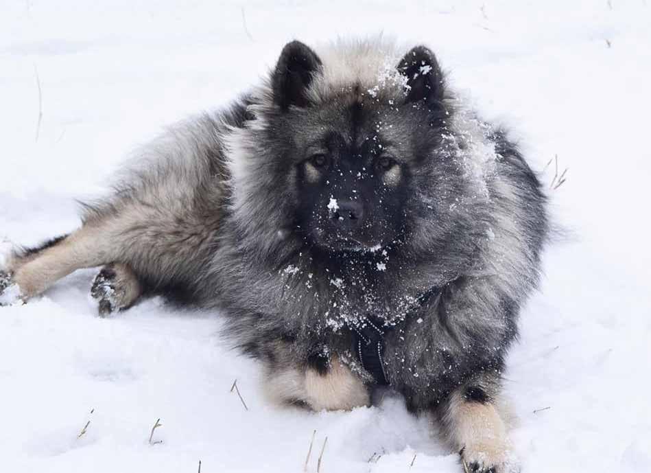 Så nu ser jag fram emot årets utställningar. Klubben var representerad på rastorget på MyDog. Vi fick mycket positivt och nyfiket bemötande av besökarna.