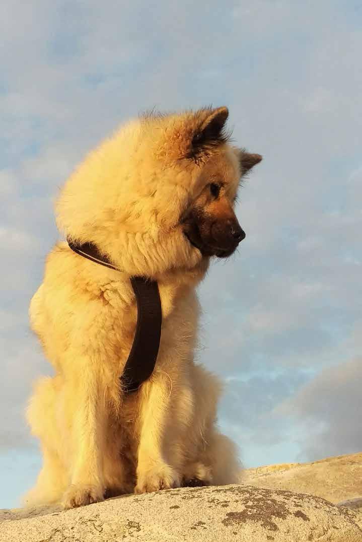 Smörj hundens tassar med tassalva Om din hund har torra tassar kan du smörja in trampdynorna med en fet salva för att förebygga problem med sprickor. Det finns speciell tassalva i många djurbutiker.