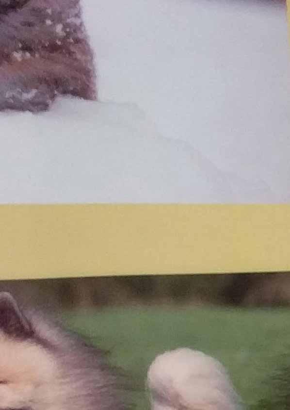 My Dog 2018 Det börjar redan kvällen innan, man känner att något är på gång i området. Dofterna ändras och det ligger förväntan i luften. Det är så spännande att det knappt går att sova.