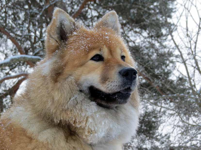Min eurasier: Chila Uma (Balder-Balder Litla Systir Solfagur) Foto: Sven Wallén Hugos Äventyr 1 Hej igen! Visst är det väl kul med snö?