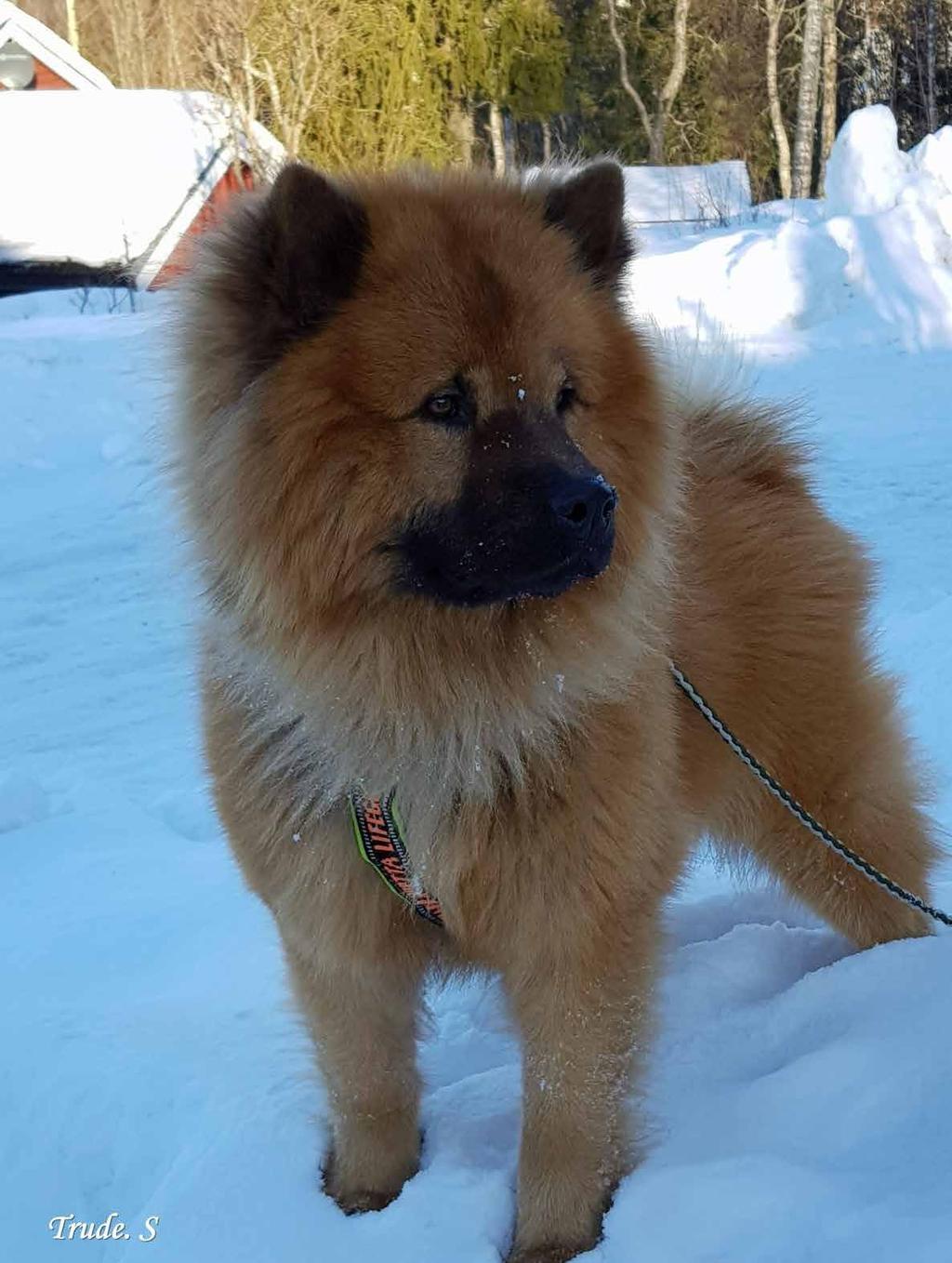 Min eurasier: Benji BPH 2017 Genomfört BPH 2017 SE57781/2010 SE18555/2016 SE32698/2015