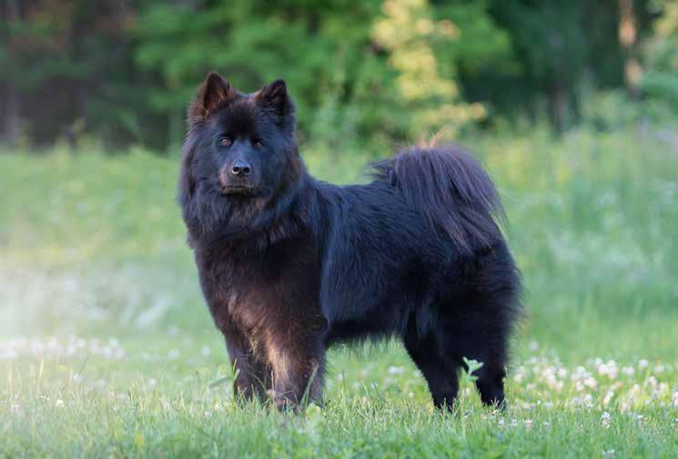 Fawn Mo i Rana, Norge Matte, husse och Chila Som Ferdinand ALLT ALLT Ingen speciell