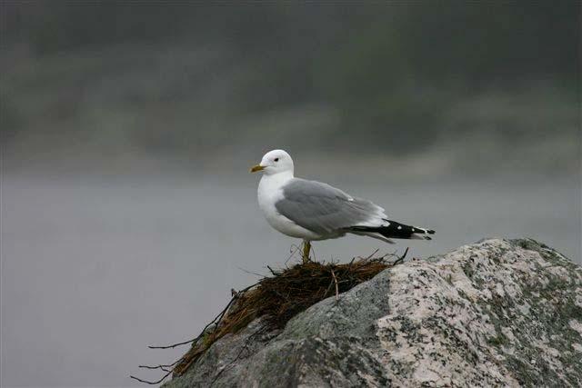 Fiskmås (Larus canus) Antalet fågelskär med fiskmås ökade marginellt i år jämfört med både 2005 och 2006, samtidigt som det totala antalet individer minskade ( 12 %).