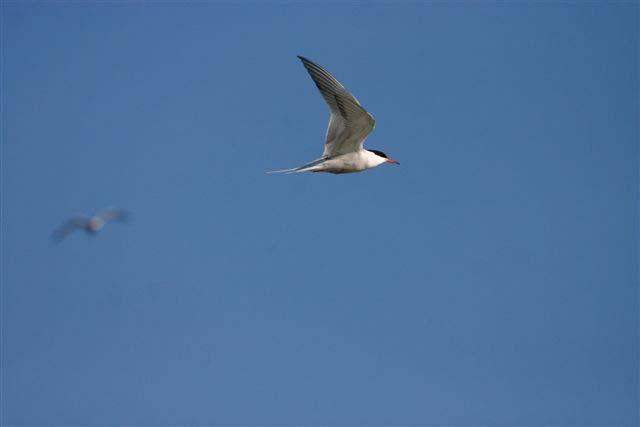 Fisktärna (Sterna hirundo) Sett över de tre inventeringsåren synes möjligen en svag tendens till minskning.