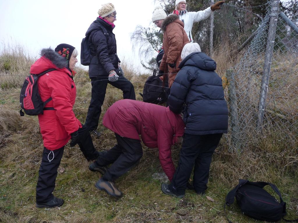 .. Längs Storevångsvägen gick vi vidare och korsade Västra Halörsvägen och gick genom hästhagarna och stängsel ut på ängarna.