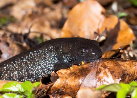 Denna typ av störda miljöer är viktiga för en del arter, inte minst finns det många hotade insekter som är helt beroende av dessa miljöer.