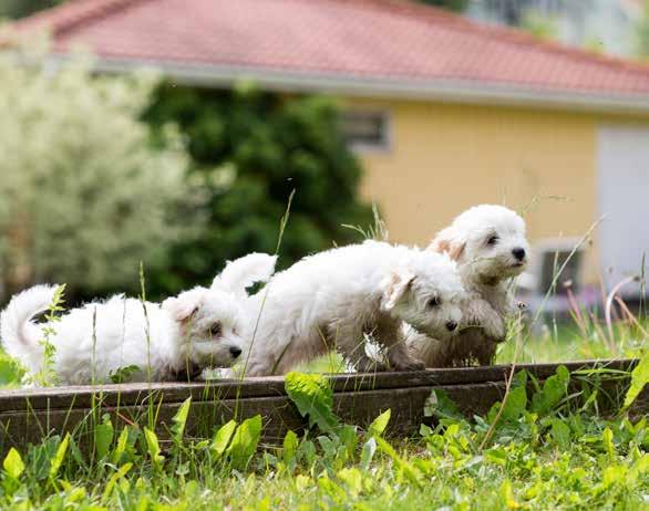 Annonsera gratis på Köpahund.se Är du uppfödare inom SKK kan du enkelt och kostnadsfritt annonsera din registrerade valpkull på Köpahund.