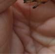 som Ruda (Carassius carassius) ).