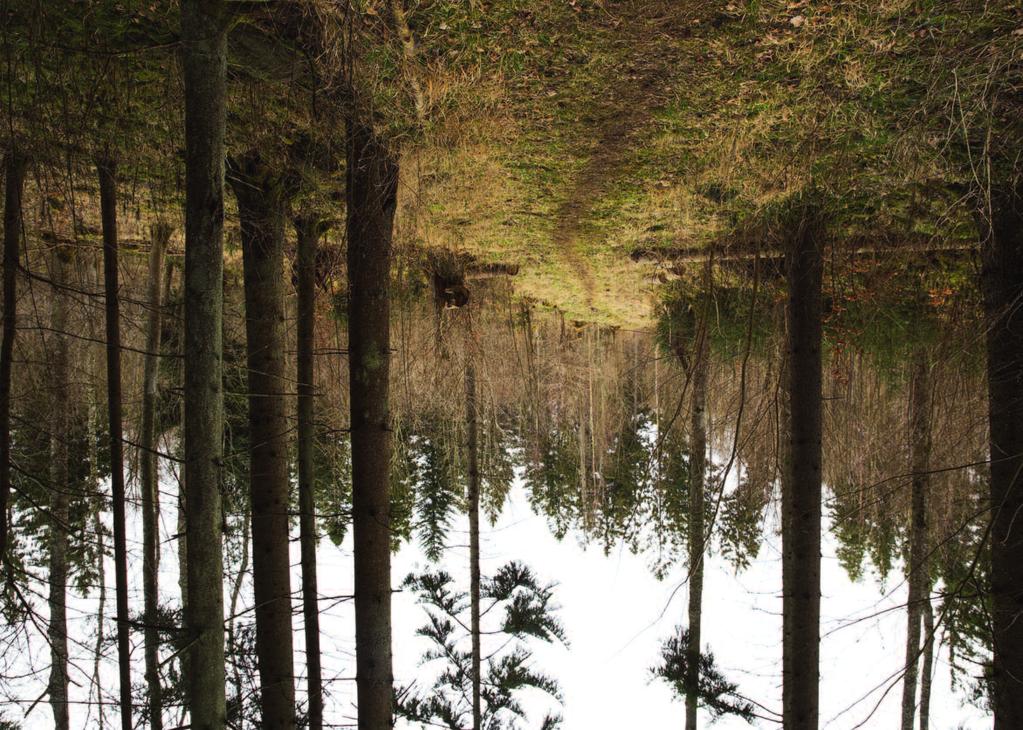 I dag har Sveaskog över 150 000 hektar skog i 37 ekoparker.