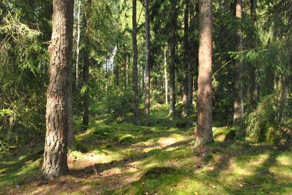 Datum 2016-09-09 Rapport Inventering och analys av naturvärden och friluftsliv på Tokarpsberg Borås Stad EnviroPlanning AB Lilla