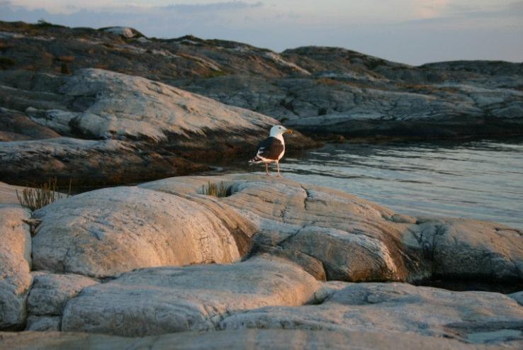 Stjernberg. kommun. Husvagnar får inte placeras ute i naturen då det råder ett generellt campingförbud ute på öarna.