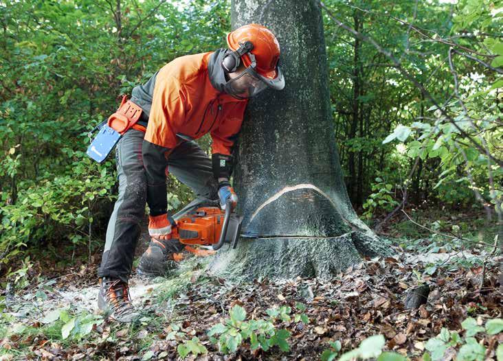 TRÄDFÄLLNING RIKTAD FÄLLNING 3.5 Riktad fällning. En säker fällning kräver stor noggrannhet och precision. Med riktskäret bestämmer du fällriktningen och med fällskäret fäller du trädet.