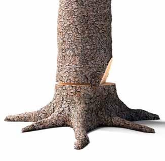 med riktskäret, alternativt något över eller under beroende på fiberriktningen Enklaste metoden Låg stubbhöjd Brytmånen hålls intakt tills trädet når marken Så gör