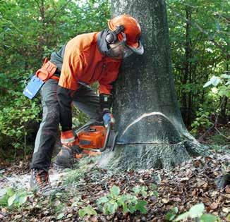 5 Kom ihåg: Bestäm åt vilket håll trädet ska falla Bestäm höjden på stubben och markera den med motorsågen.