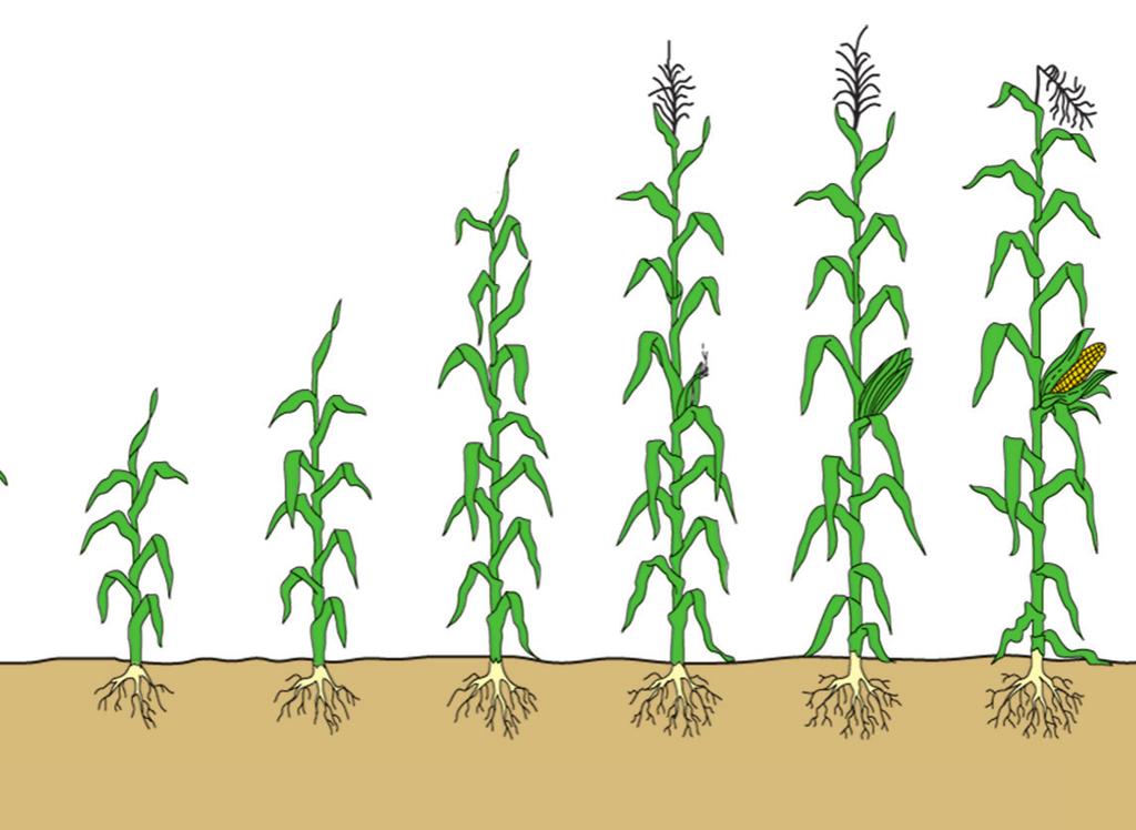 Majs - Utvecklingsstadier 0 Frö 5 Roten utvecklas 11 Första bladet utvecklat 13 Tredje bladet utvecklat 14 Fjärde bladet utvecklat 16 Sjätte bladet utvecklat 32 2-noder synliga 34 Stjälkutvecklingen