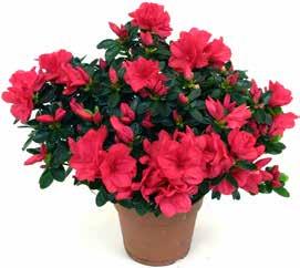 79k/st AZALEA LYX