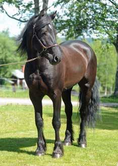 (Gunnesmo Harald) a BARA SNYGG 0,br. s.
