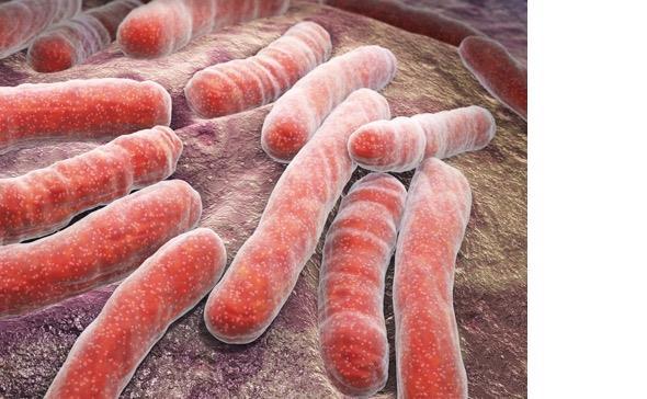 Tuberkulos Mest dödliga infektionssjukdomen 10 miljoner behandlingar årligen 1.8 miljoner dödsfall årligen 1/3 av alla människor är smittade Multiresistent tuberkulos växer 500.