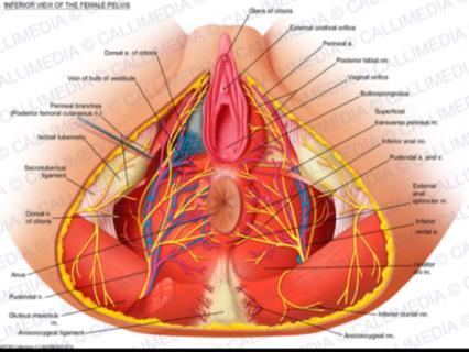 Anorektal anatomi och fysiologi samt bäckenbottenmusklernas funktion vid