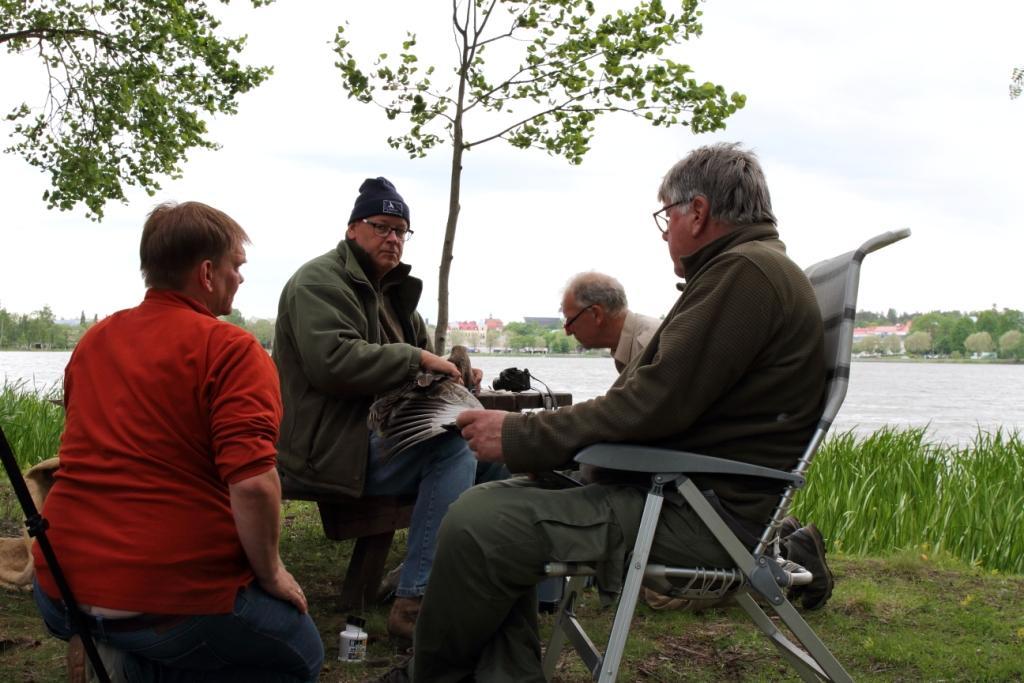 Ringmärkning av grågäss vid Lillfjärden 15 juni 2017. Från vänster Helmut Kruckenberg, Berend Voslamber, Gerard Muskens och Jan Vegelin. Ringmärkningen avslutades kl 19.