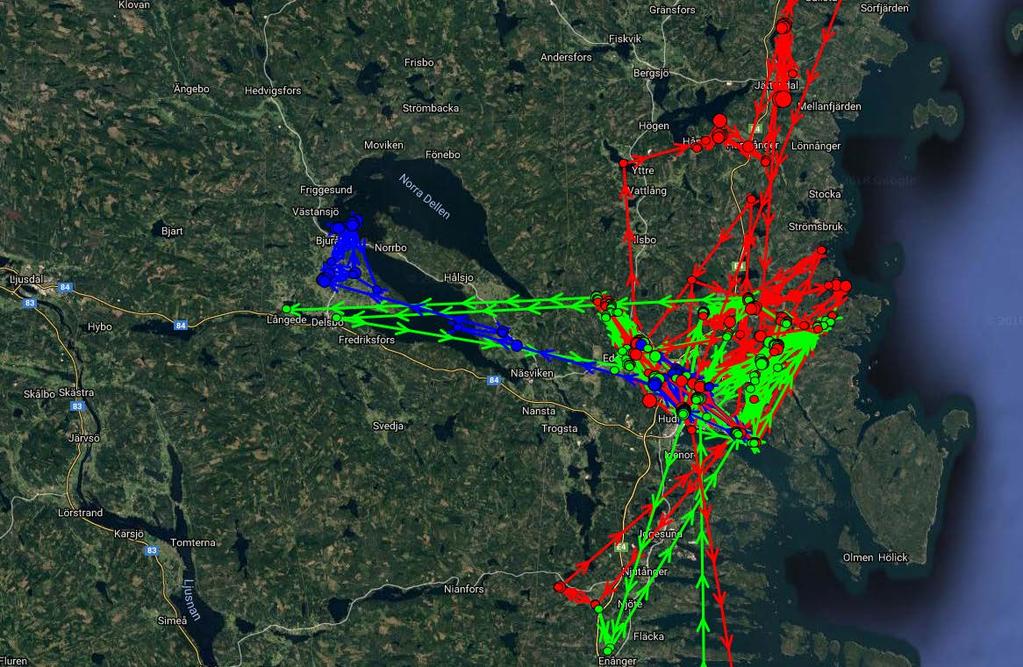 Vikten på fåglarna gav inga indikationer på att de var i dålig kondition utan konditionen bedömdes vara vad man förvänta sig av gäss mitt under ruggningen. Rapporter av halsmärkta grågäss.