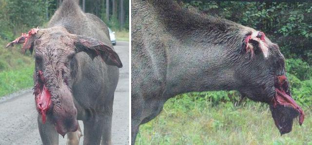 infekterade sårskador kring munnen och baklåren. Skador av det slaget försvagar kraftigt djuret och utgången är given efter att det förföljts av vargflocken.