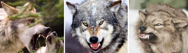 Protector Pfanner Trampet Vildsvin.