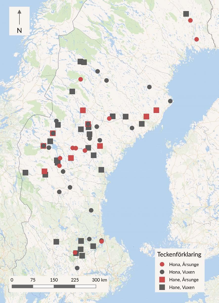 Karta Figur 1. Översiktskarta över de fällda lodjuren under licensjakten 2018. Cirkelmarkering symboliserar hona och kvadrat hane.