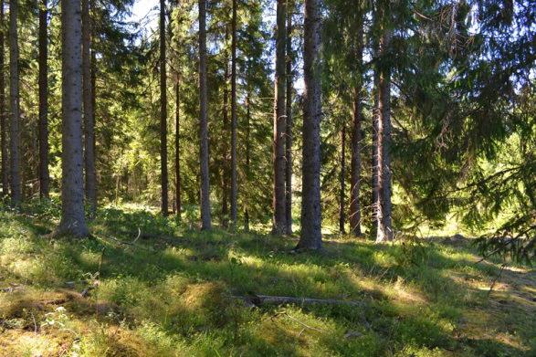 SKOG Det totala virkesförrådet uppgår till ca 6 600m 3 sk och medelboniteten till 7,7 m 3 sk/ha/år.