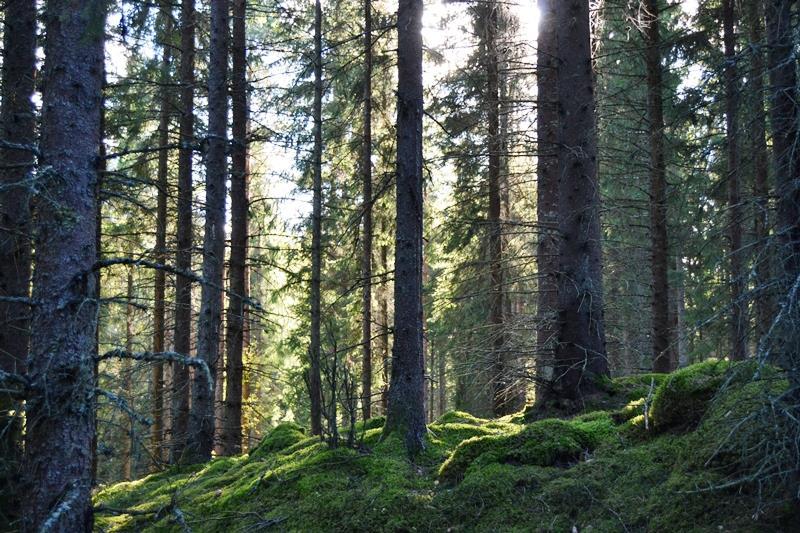HÅKNARYD Håknaryd :7 ångaryds socken Hylte kommun,