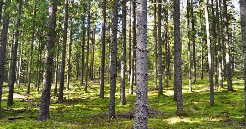 S K O G S F A S T I G H E T 4 HA AMÄNT V ä l s k ö t t o b e b y g gd s k o gsfastighe t m e d b r a a r r o n d e r i n g o c h god å t k o m s t.
