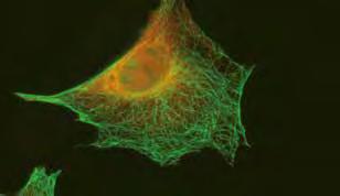 Naturvetenskapliga utbildningar 2018 Kandidatprogrammet i molekylärbiologi Molekylärbiologi omfattar studier av struktur och funktion av biologiska processer på molekylär, cellulär och organismnivå.