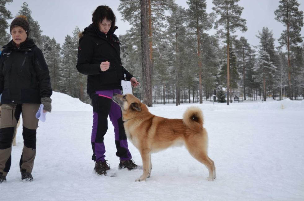 Därefter kom den svenska rasen Hälleforshund som erkändes som egen ras så sent som 2000.