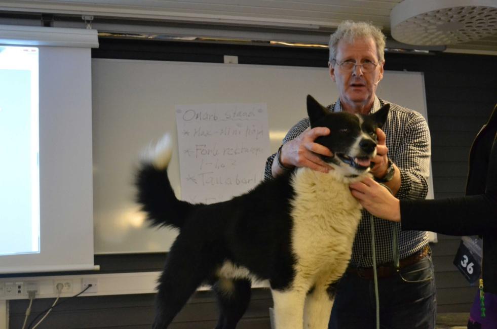 Arvid fortsatte sedan med Karelsk Björnhund. Även den, en till numerären liten ras. Adelsmärket för karelaren är den låga starka hasen. Även ögonen gör mycket, den måste ha det rätta uttrycket.