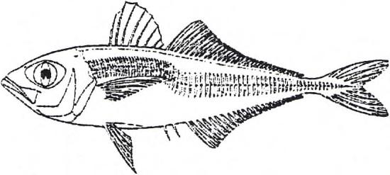 13 Taggmakrill OMRÅDE II - IX A Fångstema har ökat sedan 1985 från 150 000 ton till 500 000 ton 1993. De största fångstema tas i område VII. Beståndsuppdelningen för taggmakrill är oklar.