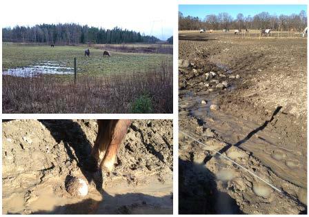 Då behöver man hitta annan odlingsmark där gödseln kan spridas. Från Hästgödsel en naturlig resurs Jordbruksinformation 7:2006 samt 5:2013 Varför blir gödseln i hagarna ett problem?