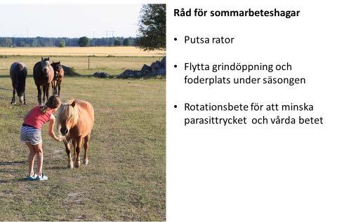 : Tomas Öhrling Foto: Pernilla Kvarmo 1. Mocka rasthagen regelbundet, helst 1-2 gånger i veckan under de delar av året som hästarna går ute och det är möjligt att mocka.
