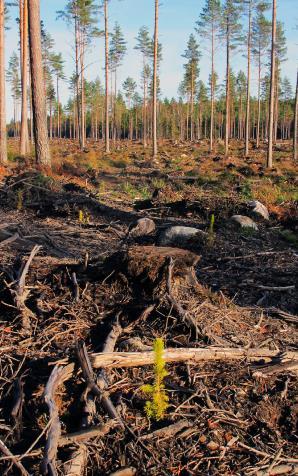 Utgångspunkter för skogsbruk I Europa - Sustainable Forest Management (SMF) Idag finns ingen gemensam europeisk skogspoiltik. Skogsbruk är en nationell kompetens.