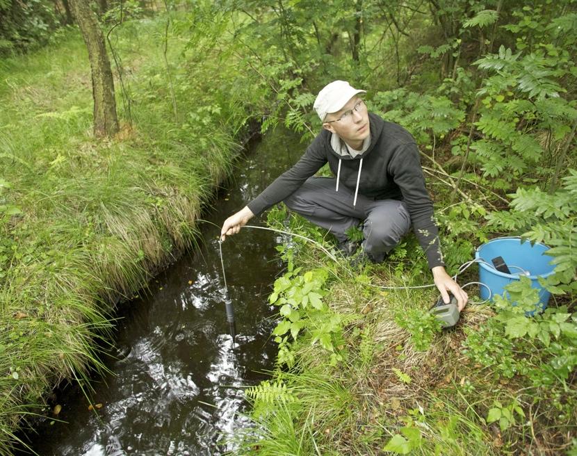 När kräftorna blivit större hotas de inte längre av insektslarver men däremot av olika fiskarter. Ålen har pekats ut som kräftornas huvudfiende.