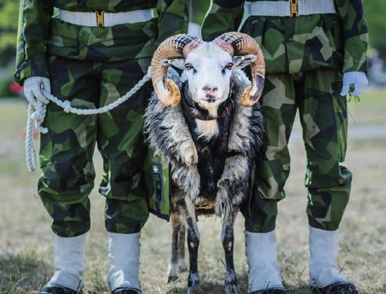 NYHETER Foto: Bezav Mahmod» Harald är en maskot och en viktig symbol för regementet som har till uppgift att stärka förbandsandan och tillhörigheten«när Gotlands regemente nyligen invigdes gjorde