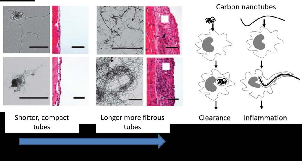 CNTs - Frustrerad fagocytos IARC har klassat en typ av kolnanorör, Mitsui CNT-7, som möjligen cancerframkallande för människa (Grupp 2B) Poland et al. (2008) Donaldson et al.