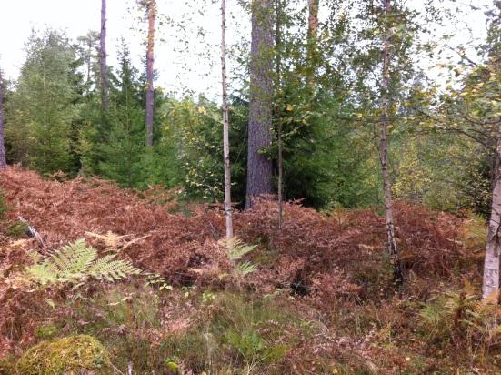 Beskrivning av stationer Bilaga Eketärnan (Sk) Eketärnan är en öppen källa i en isälvsavlagring och representerar ett försurningskänsligt grundvatten.